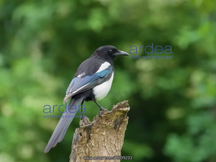 : Magpie : Magpie