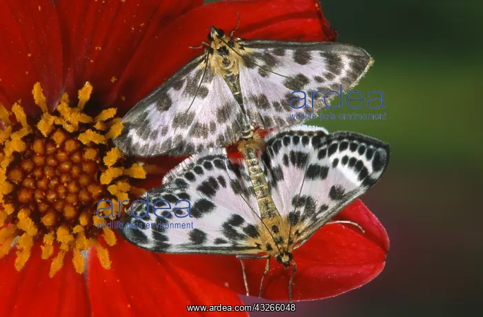 : Magpie (Abraxas grossulariata) butterfly couple : Magpie (Abraxas grossulariata) butterfly couple