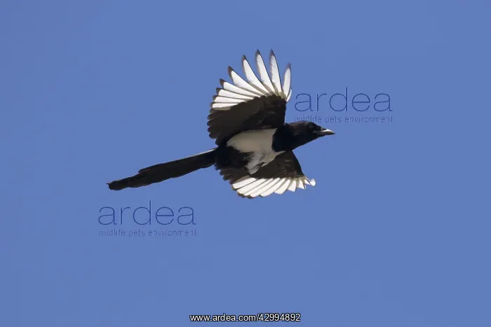 : Magpie - adult bird in flight - Germany : Magpie - adult bird in flight - Germany