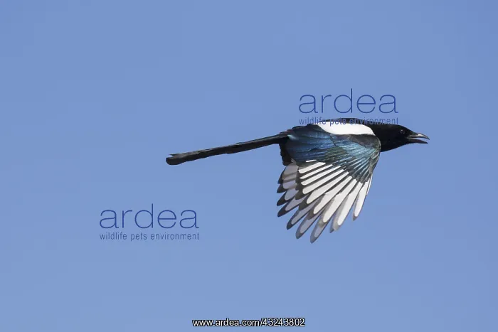 : Magpie - adult bird in flight - Germany : Magpie - adult bird in flight - Germany