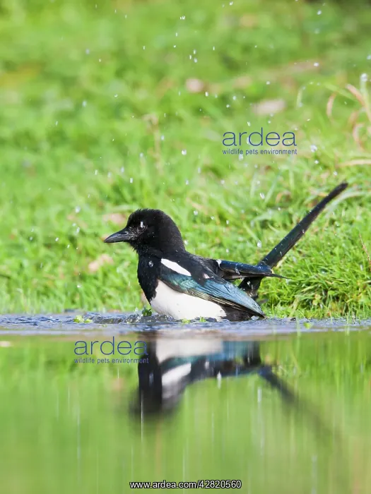 : Magpie - bathing in pond : Magpie - bathing in pond