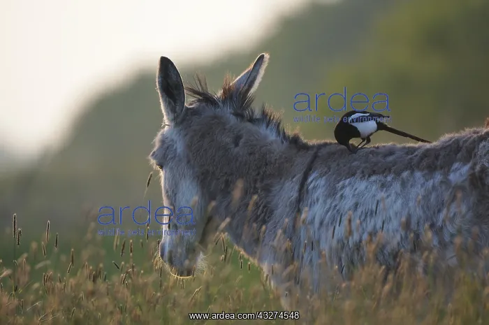 : Magpie on the back of a donkey - Marais Breton France