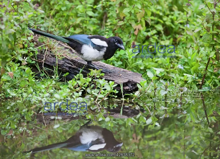 : Magpie - drinking at pond showing reflection : Magpie - drinking at pond showing reflection