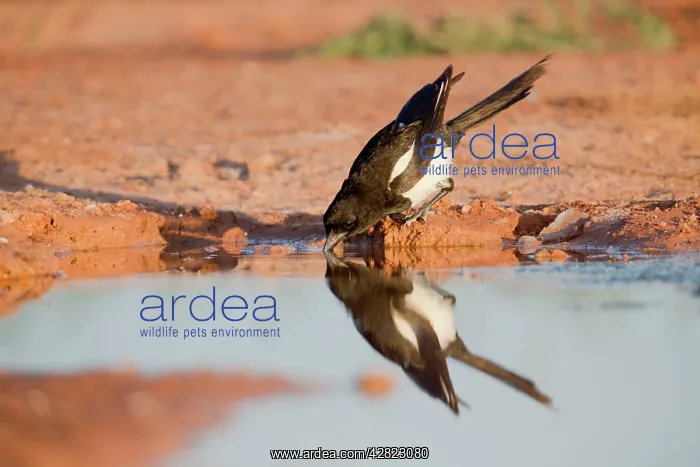 : Magpie - drinking at pool : Magpie - drinking at pool