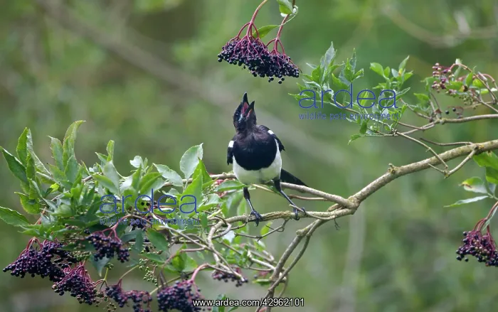 : Magpie - eating elder berries : Magpie - eating elder berries