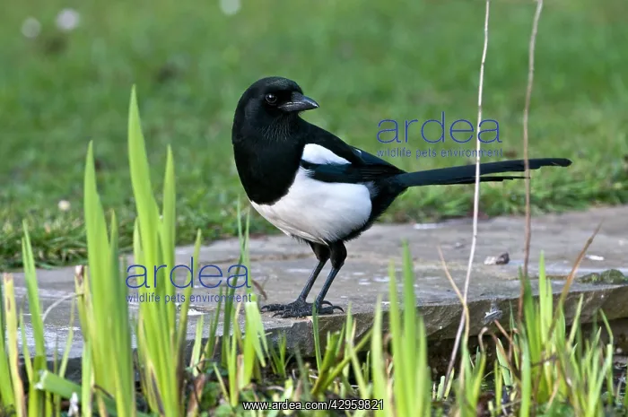 : Magpie - on edge of garden pond : Magpie - on edge of garden pond