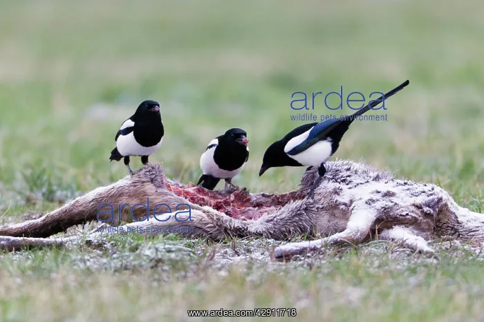  : Magpie - three feeding on deer carcass in winter