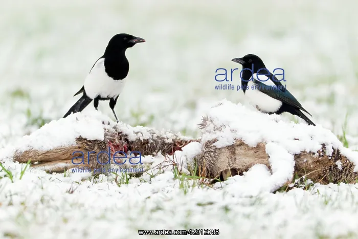 : Magpie - two feeding on deer carcass in winter : Magpie - two feeding on deer carcass in winter