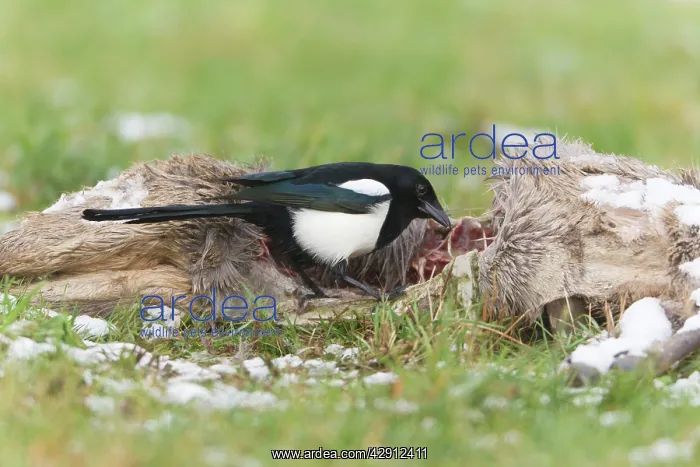 : Magpie - feeding on deer carcass in winter : Magpie - feeding on deer carcass in winter