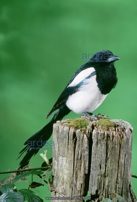 : MAGPIE - ON FENCE POST : MAGPIE - ON FENCE POST