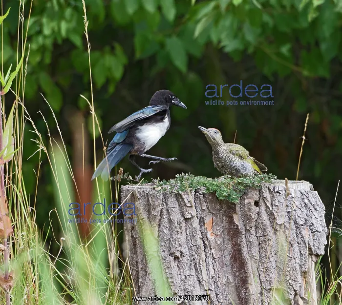: Magpie - in fight stand-off with Green Woodpecker : Magpie - in fight stand-off with Green Woodpecker
