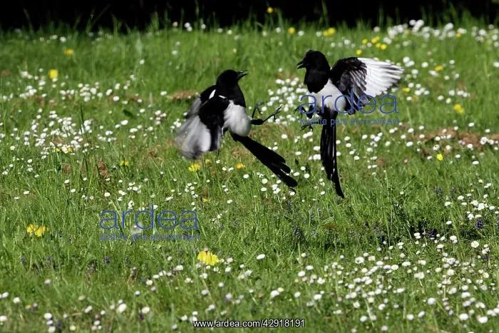 : Magpie - two fighting : Magpie - two fighting