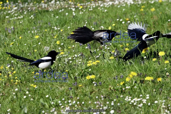 : Magpie - three fighting : Magpie - three fighting