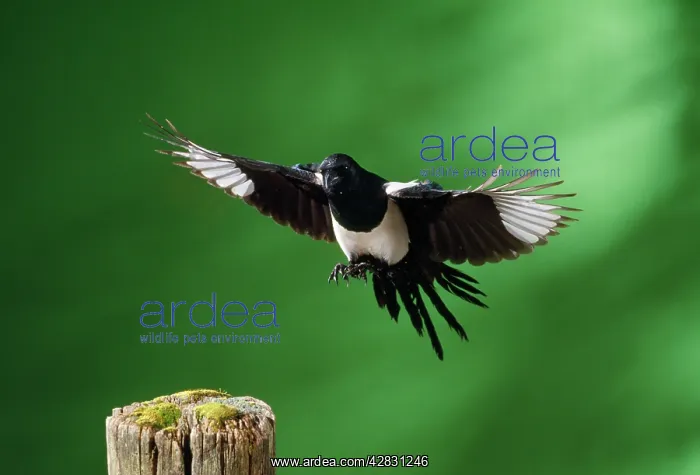  : MAGPIE - in flight