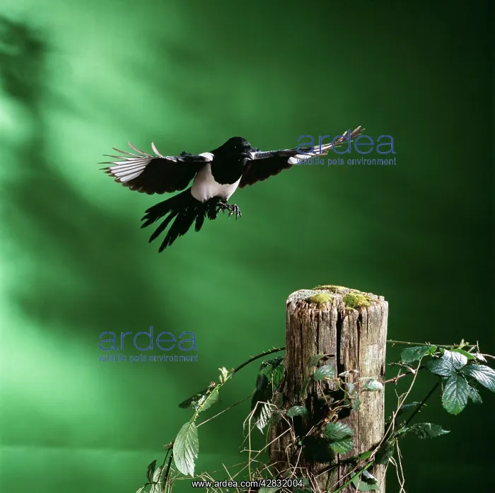 : MAGPIE - IN FLIGHT