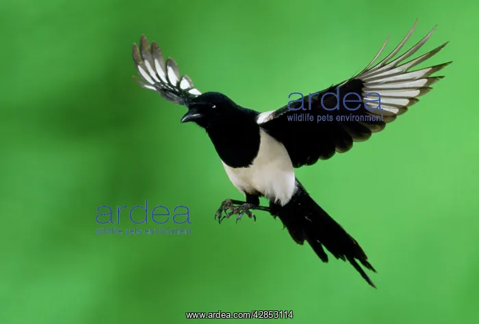  : MAGPIE - in Flight