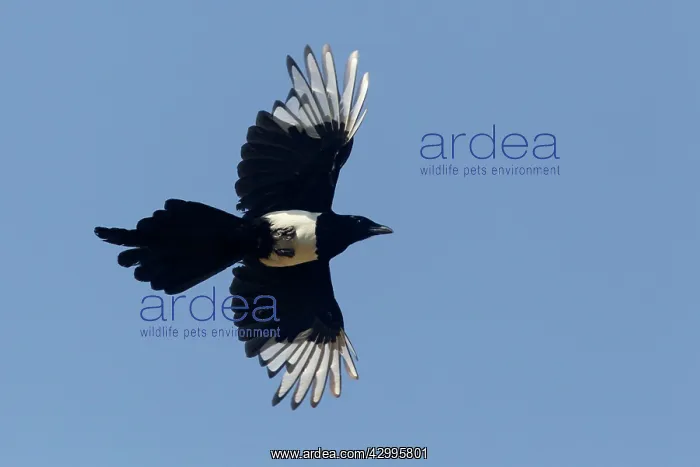 : Magpie - in flight : Magpie - in flight