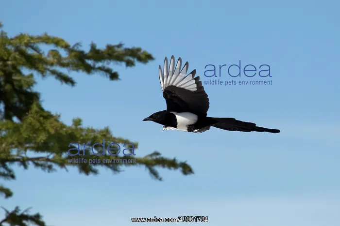 : Magpie in flight : Magpie in flight