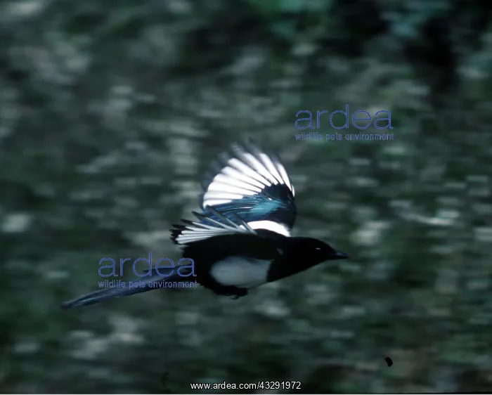 : MAGPIE - in flight : MAGPIE - in flight