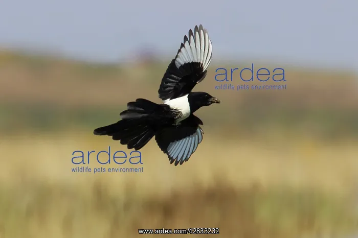 : Magpie - In flight carrying mud : Magpie - In flight carrying mud