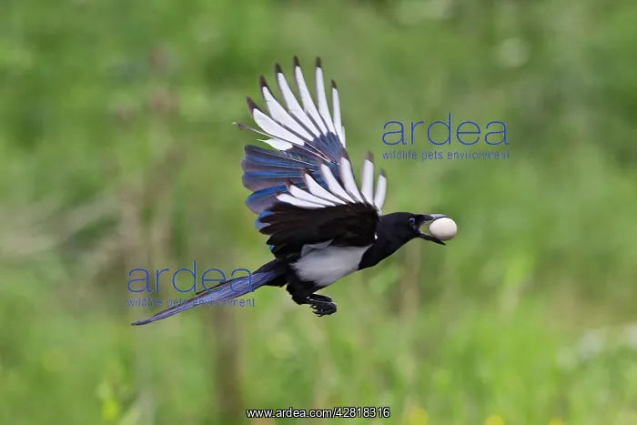 : Magpie - in flight - stealing Partridge egg : Magpie - in flight - stealing Partridge egg