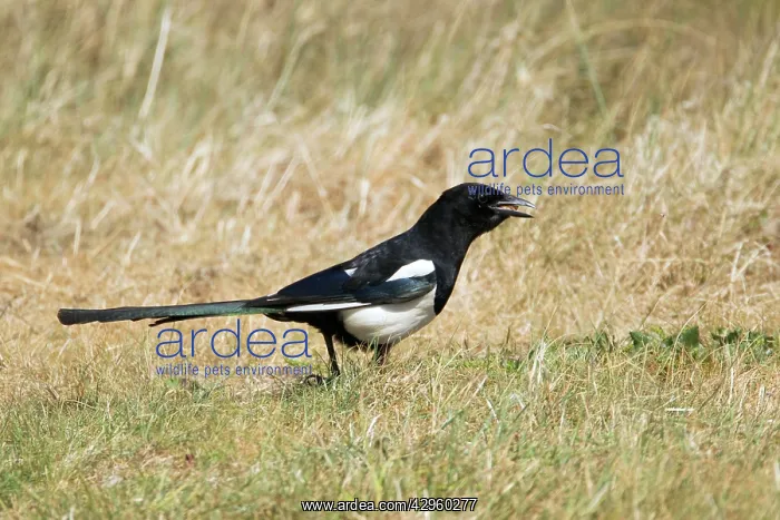 : Magpie - foraging on ground : Magpie - foraging on ground