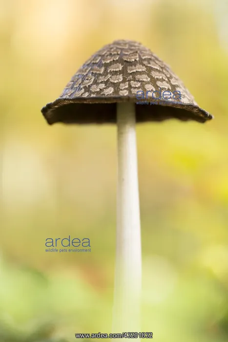 : Magpie Fungus (Coprinopsis picacea) growing in : Magpie Fungus (Coprinopsis picacea) growing in