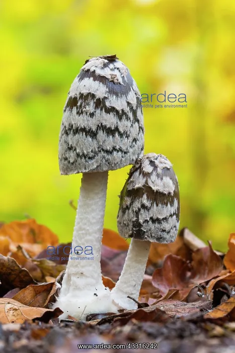 : Magpie Fungus, two growing in beech woodland leaf : Magpie Fungus, two growing in beech woodland leaf