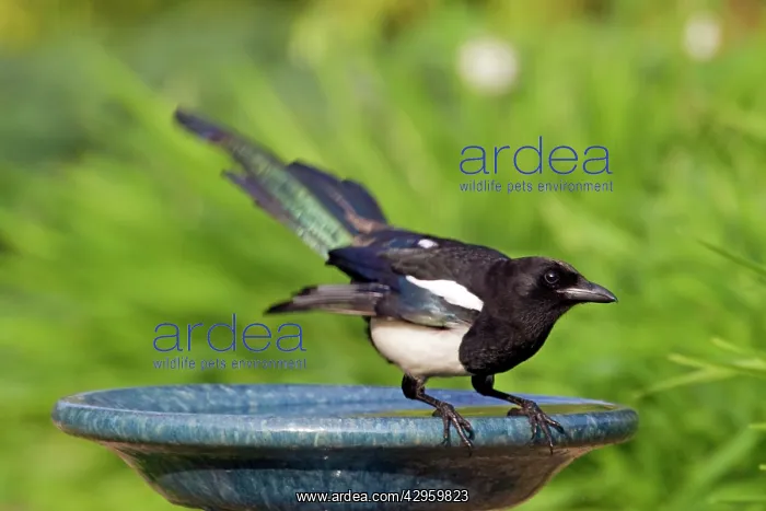 : Magpie - on garden birdbath : Magpie - on garden birdbath