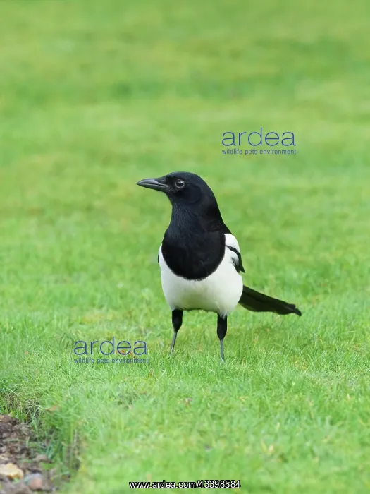 : Magpie - on garden lawn : Magpie - on garden lawn