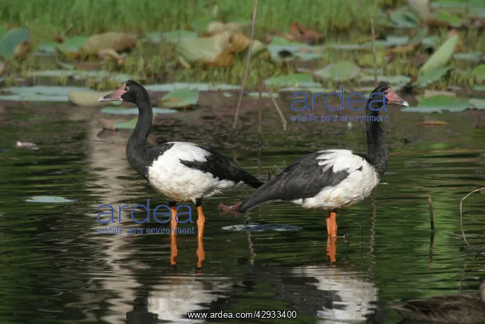: Magpie Geese : Magpie Geese