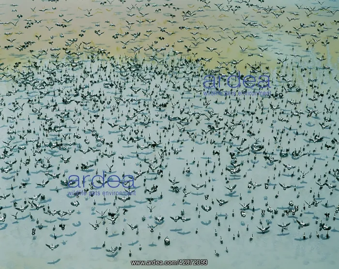 : Magpie Geese - Flock in flight over the South Alligator : Magpie Geese - Flock in flight over the South Alligator