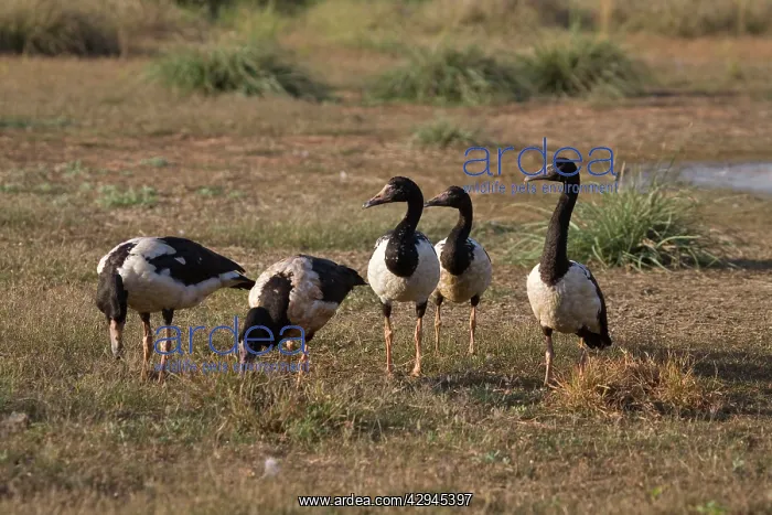 : Magpie Geese grazing : Magpie Geese grazing