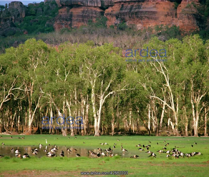 : Magpie Geese - Kakadu National Park (World Heritage Area) : Magpie Geese - Kakadu National Park (World Heritage Area)