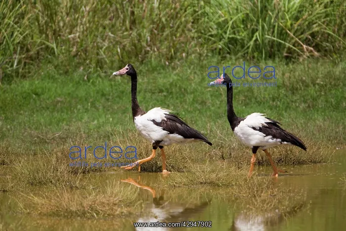 : Magpie Geese, male and female : Magpie Geese, male and female