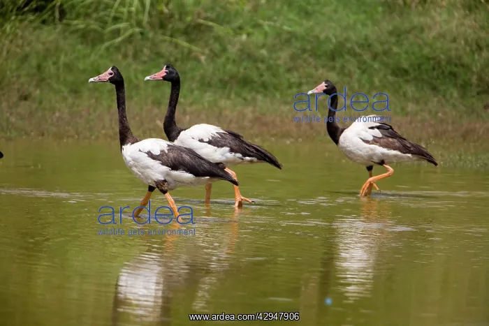 : Magpie Geese, male, female and juvenile : Magpie Geese, male, female and juvenile