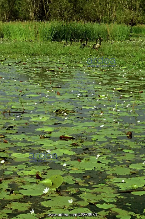 : Magpie Geese - Yellow Water billabong with waterlilies : Magpie Geese - Yellow Water billabong with waterlilies