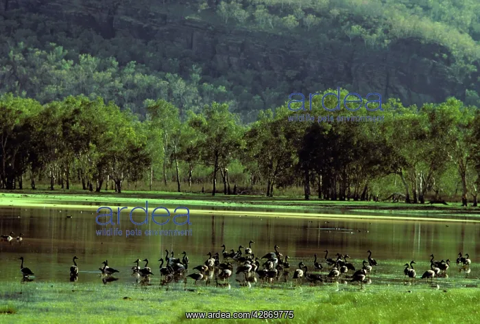 : Magpie Goose : Magpie Goose