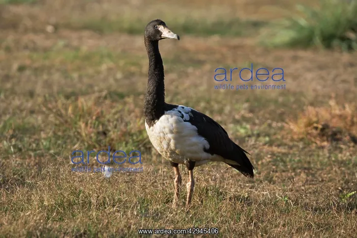 : Magpie Goose : Magpie Goose
