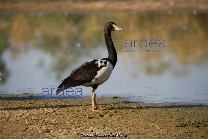 : Magpie Goose : Magpie Goose