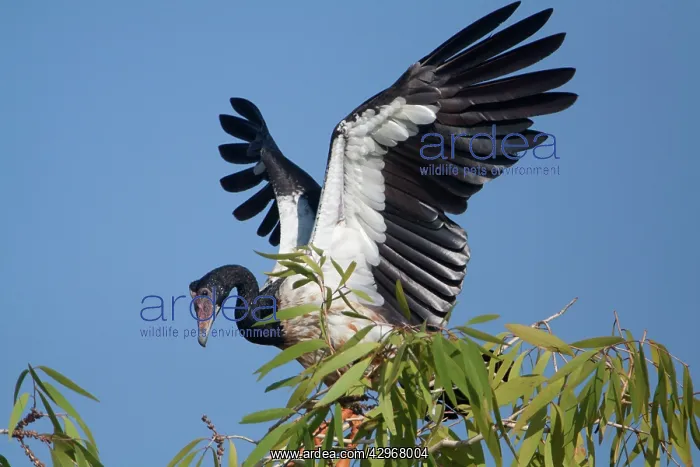: Magpie Goose : Magpie Goose