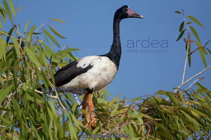 : Magpie Goose : Magpie Goose