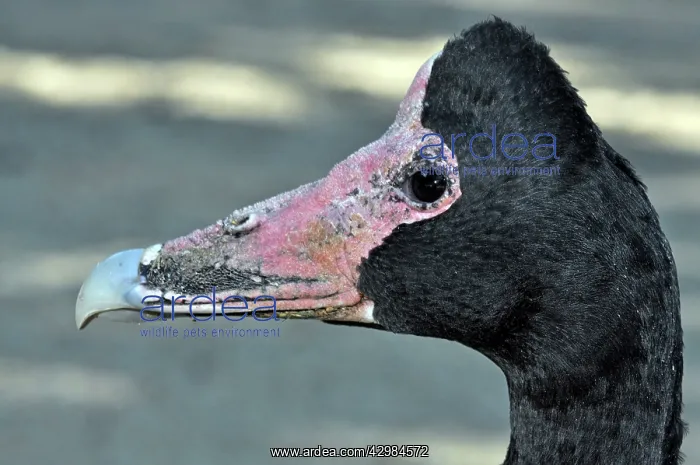 : Magpie Goose : Magpie Goose