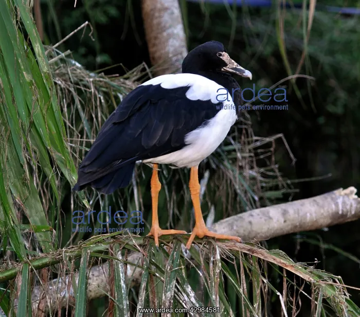  : Magpie Goose