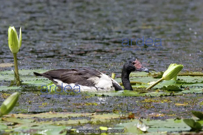 : Magpie Goose : Magpie Goose