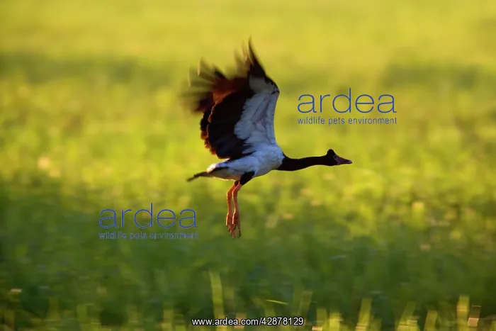 : Magpie Goose - adult Magpie Goose in flight over : Magpie Goose - adult Magpie Goose in flight over