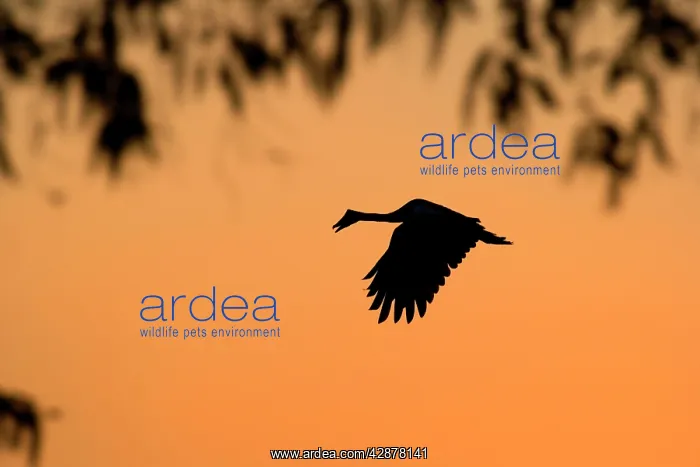  : Magpie Goose - adult Magpie Goose in flight at