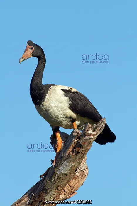: Magpie Goose (Anseranas semipalmata), Yellow : Magpie Goose (Anseranas semipalmata), Yellow