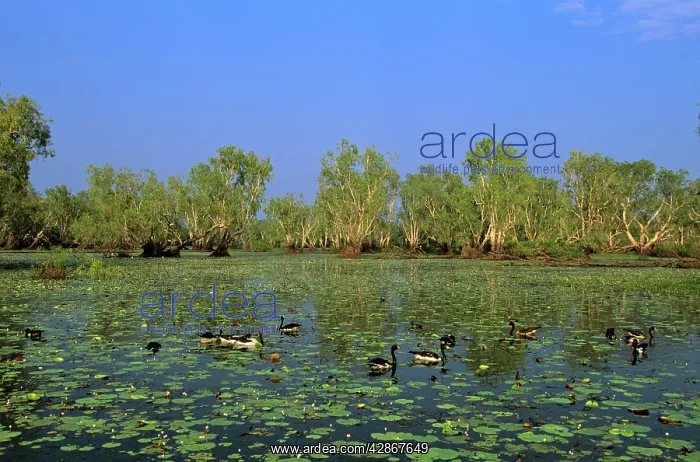  : Magpie Goose - Feeding in Yellow Water, Kakadu