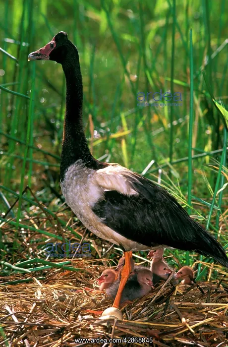 : Magpie Goose - female on floating nest with chicks : Magpie Goose - female on floating nest with chicks